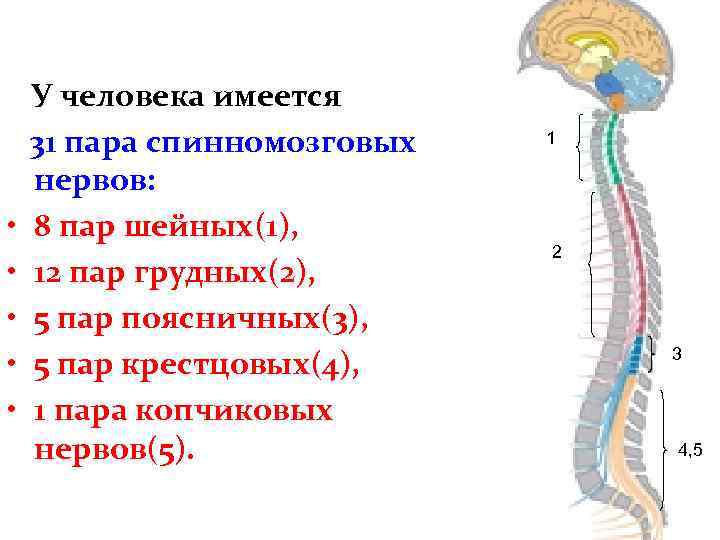  • • • У человека имеется 31 пара спинномозговых нервов: 8 пар шейных(1),