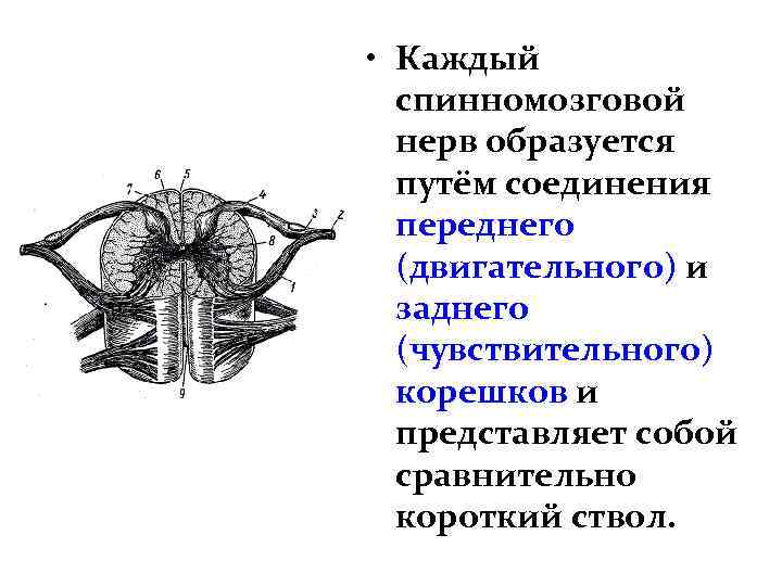  • Каждый спинномозговой нерв образуется путём соединения переднего (двигательного) и заднего (чувствительного) корешков