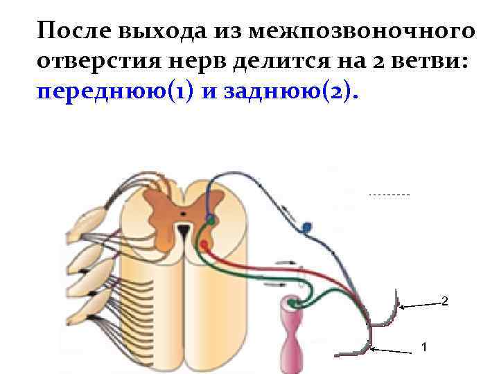 После выхода из межпозвоночного отверстия нерв делится на 2 ветви: переднюю(1) и заднюю(2). 2