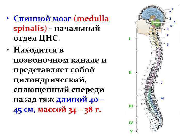  • Спинной мозг (medulla spinalis) - начальный отдел ЦНС. • Находится в позвоночном