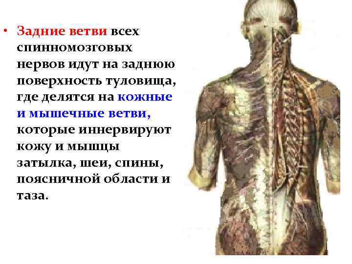  • Задние ветви всех спинномозговых нервов идут на заднюю поверхность туловища, где делятся