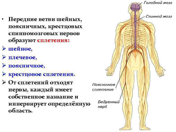  • Передние ветви шейных, поясничных, крестцовых спинномозговых нервов образуют сплетения: Ø шейное, Ø