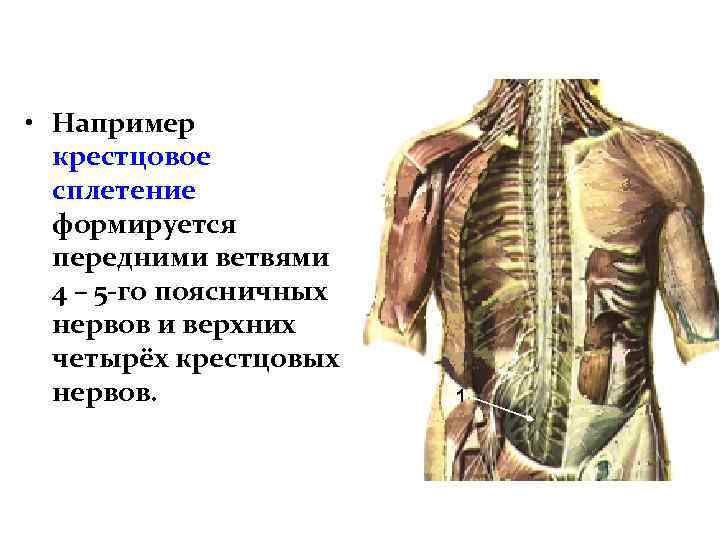  • Например крестцовое сплетение формируется передними ветвями 4 – 5 -го поясничных нервов