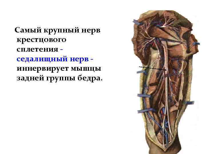 Самый крупный нерв крестцового сплетения седалищный нерв иннервирует мышцы задней группы бедра. 