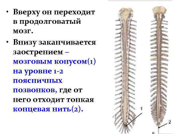  • Вверху он переходит в продолговатый мозг. • Внизу заканчивается заострением – мозговым