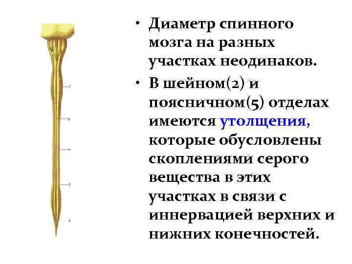  • Диаметр спинного мозга на разных участках неодинаков. • В шейном(2) и поясничном(5)