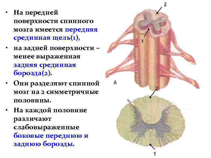 2 • На передней поверхности спинного мозга имеется передняя срединная щель(1), • на задней