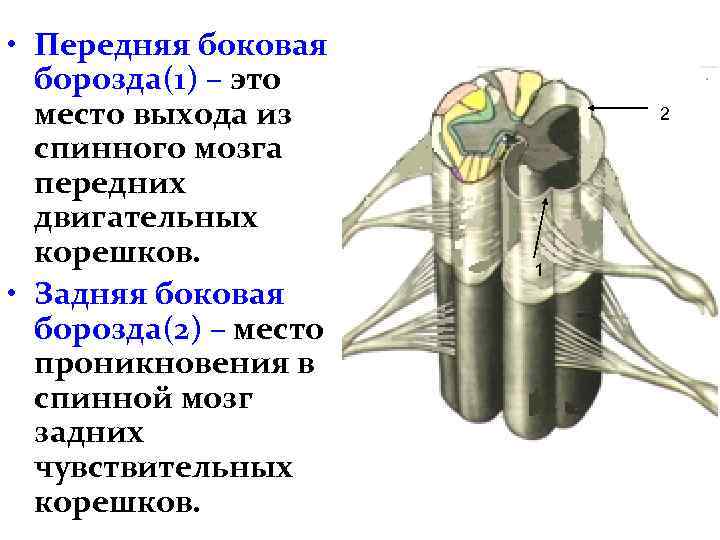  • Передняя боковая борозда(1) – это место выхода из спинного мозга передних двигательных