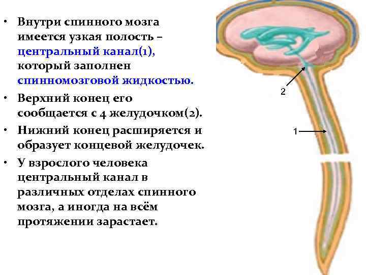  • Внутри спинного мозга имеется узкая полость – центральный канал(1), который заполнен спинномозговой