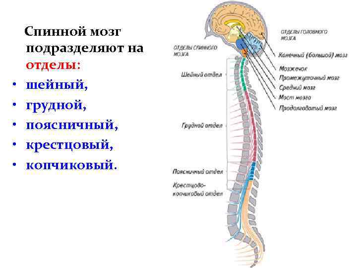  • • • Спинной мозг подразделяют на отделы: шейный, грудной, поясничный, крестцовый, копчиковый.