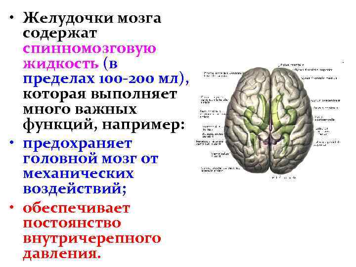  • Желудочки мозга содержат спинномозговую жидкость (в пределах 100 -200 мл), которая выполняет