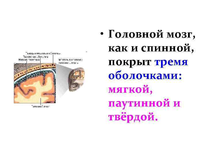 • Головной мозг, как и спинной, покрыт тремя оболочками: мягкой, паутинной и твёрдой.