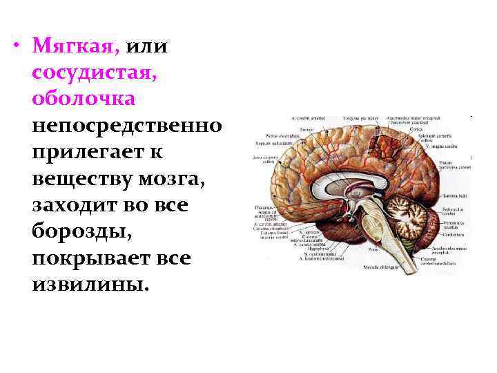  • Мягкая, или сосудистая, оболочка непосредственно прилегает к веществу мозга, заходит во все