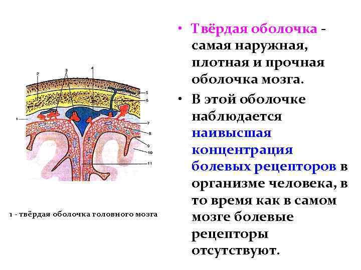 1 - твёрдая оболочка головного мозга • Твёрдая оболочка самая наружная, плотная и прочная