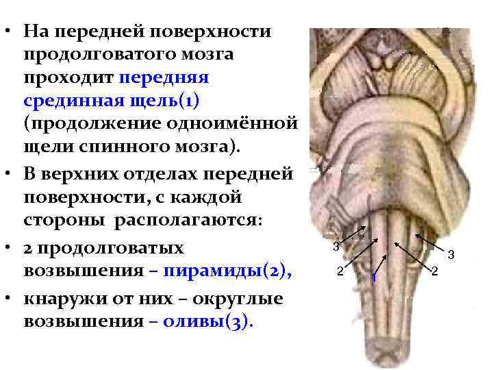 • На передней поверхности продолговатого мозга проходит передняя срединная щель(1) (продолжение одноимённой щели