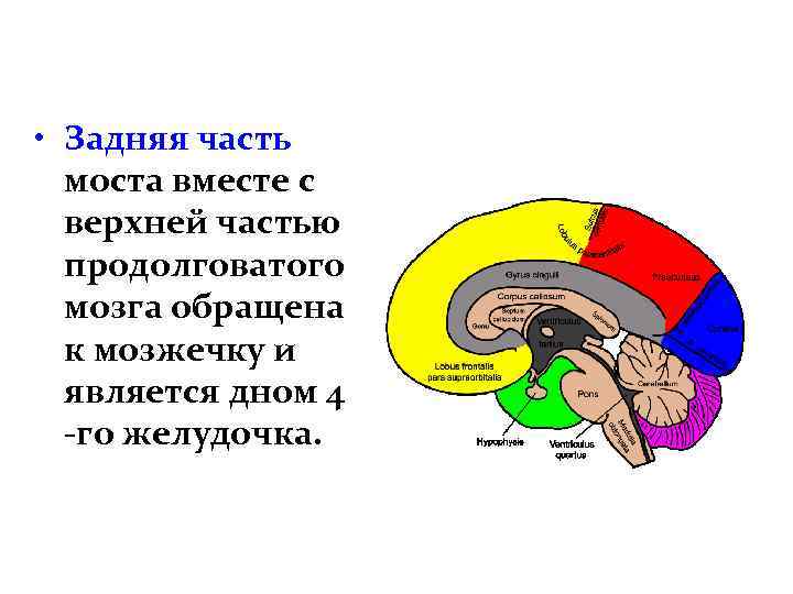 Задний мозг выполняемые функции. Физиология заднего мозга. Задний мозг. Продолговатый и задний мозг соответствует. Задний мозг граничит с продолговатым.