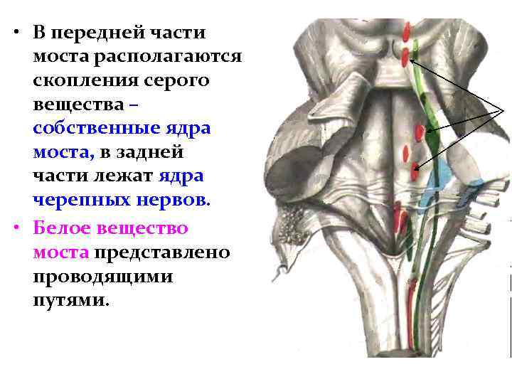  • В передней части моста располагаются скопления серого вещества – собственные ядра моста,