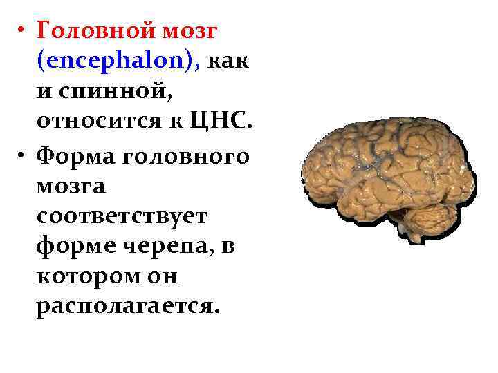  • Головной мозг (encephalon), как и спинной, относится к ЦНС. • Форма головного