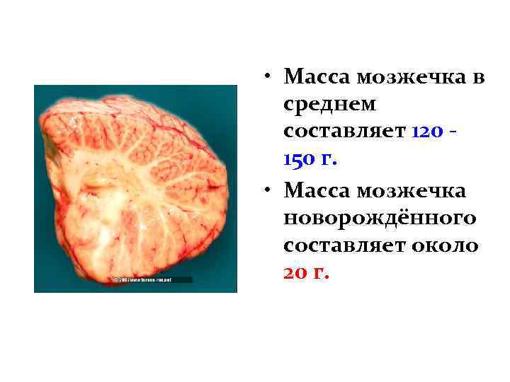  • Масса мозжечка в среднем составляет 120 150 г. • Масса мозжечка новорождённого