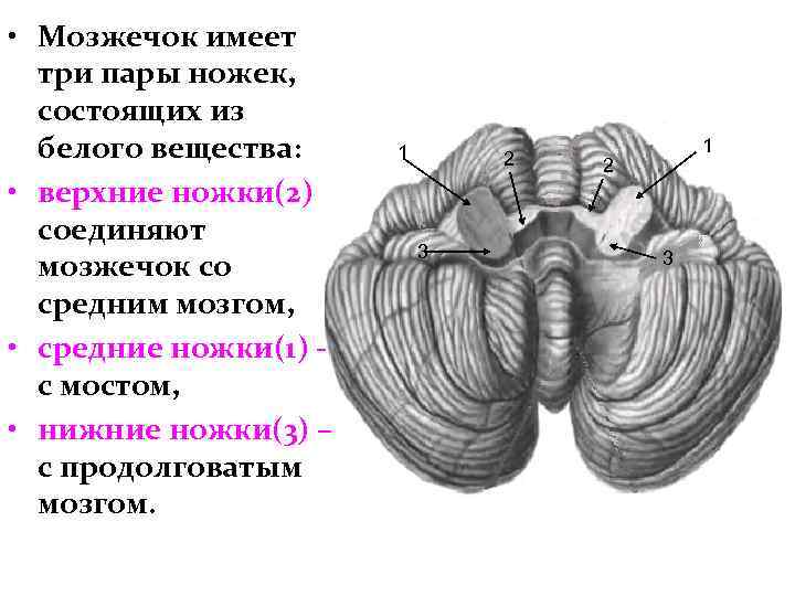  • Мозжечок имеет три пары ножек, состоящих из белого вещества: • верхние ножки(2)
