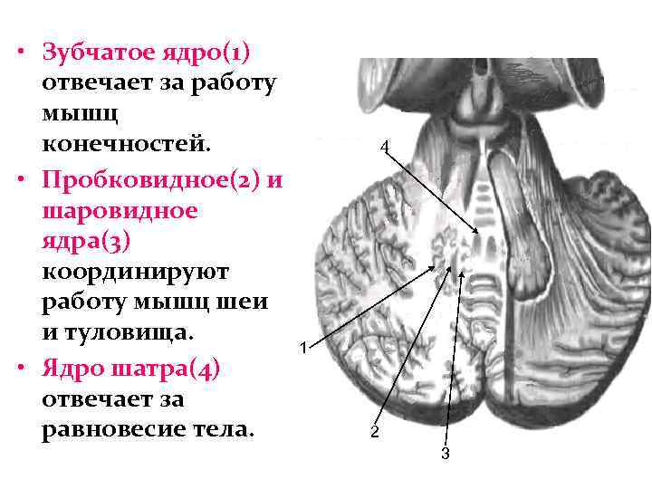  • Зубчатое ядро(1) отвечает за работу мышц конечностей. • Пробковидное(2) и шаровидное ядра(3)