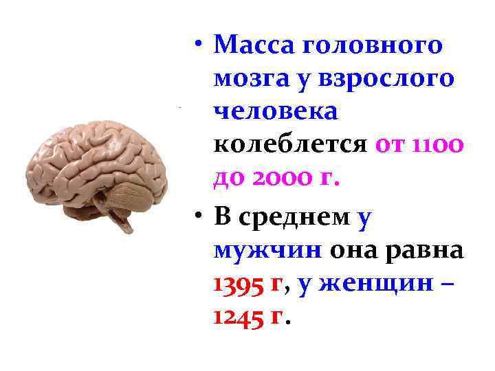  • Масса головного мозга у взрослого человека колеблется от 1100 до 2000 г.