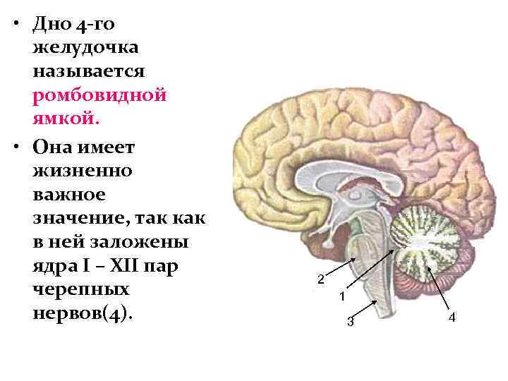  • Дно 4 -го желудочка называется ромбовидной ямкой. • Она имеет жизненно важное