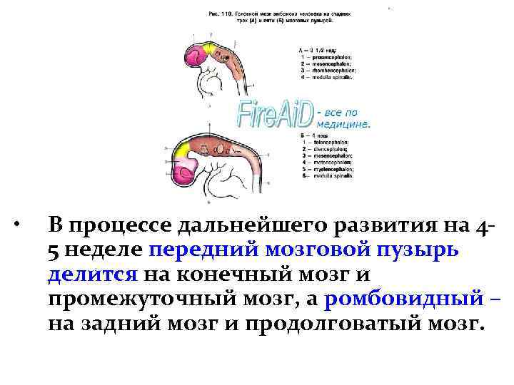  • В процессе дальнейшего развития на 45 неделе передний мозговой пузырь делится на