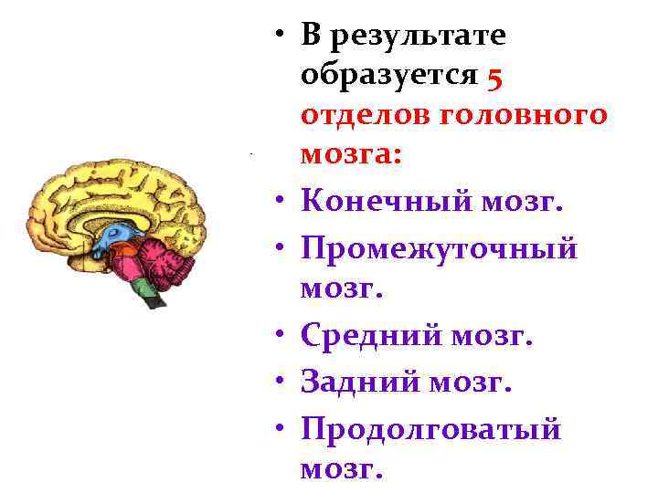 Средний отдел головного мозга включает. Продолговатый задний средний промежуточный конечный мозг. Отделы головного мозга 5 отделов. Конечныйый и промежуточный отдел головного мозга. Отделы мозга продолговатый, задний, средний промежуточный и конечный.