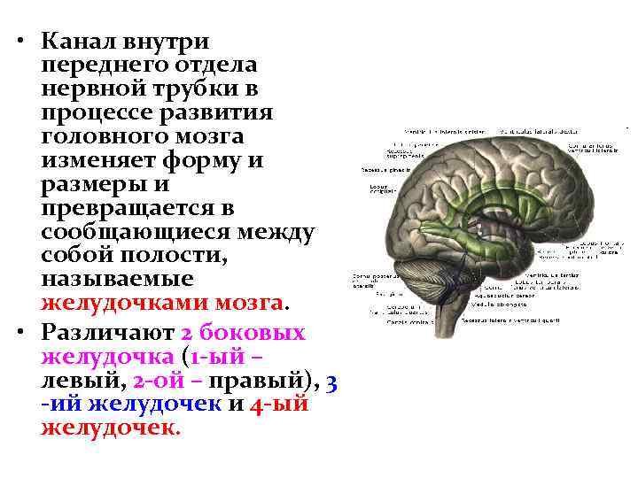  • Канал внутри переднего отдела нервной трубки в процессе развития головного мозга изменяет