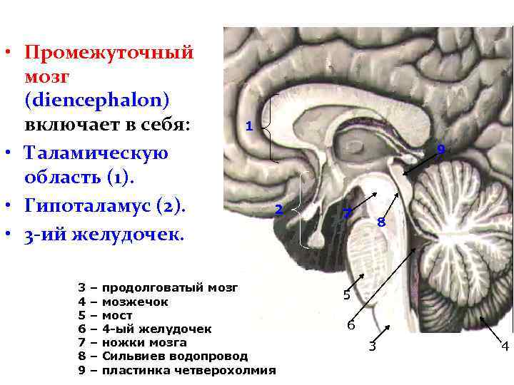  • Промежуточный мозг (diencephalon) включает в себя: • Таламическую область (1). • Гипоталамус