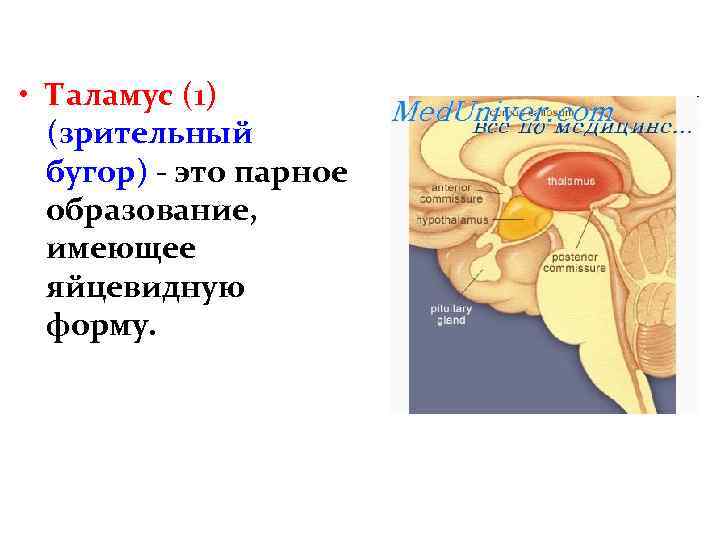  • Таламус (1) (зрительный бугор) - это парное образование, имеющее яйцевидную форму. 