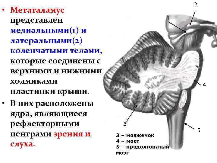  • Метаталамус представлен медиальными(1) и латеральными(2) коленчатыми телами, которые соединены с верхними и