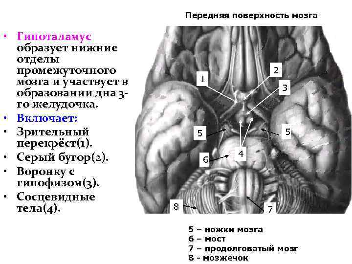 Передняя поверхность мозга • Гипоталамус образует нижние отделы промежуточного мозга и участвует в образовании