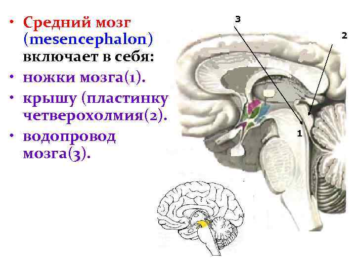  • Средний мозг (mesencephalon) включает в себя: • ножки мозга(1). • крышу (пластинку