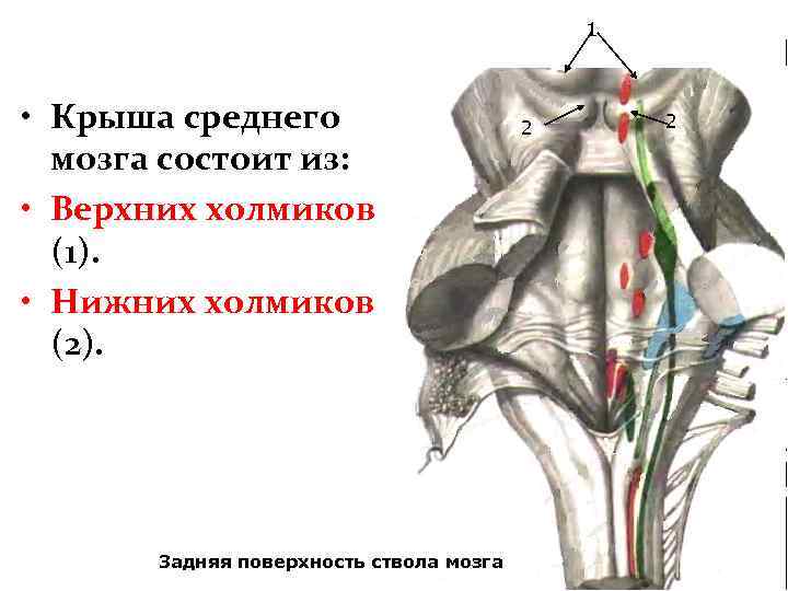 1 • Крыша среднего мозга состоит из: • Верхних холмиков (1). • Нижних холмиков