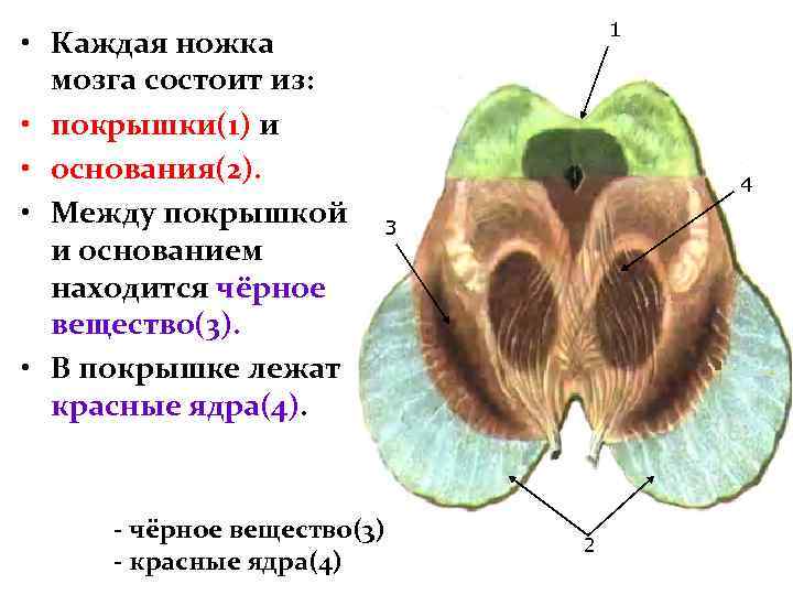 Покрышка ножки среднего мозга. Покрышка среднего мозга латынь. Средний мозг основание и покрышка. Средний мозг покрышка ножек.