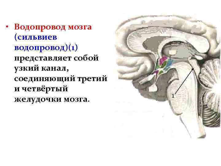  • Водопровод мозга (сильвиев водопровод)(1) представляет собой узкий канал, соединяющий третий и четвёртый