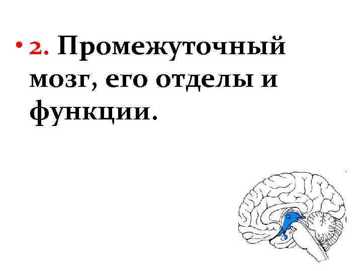  • 2. Промежуточный мозг, его отделы и функции. 