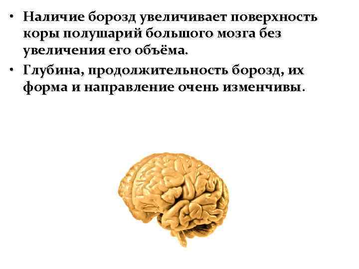  • Наличие борозд увеличивает поверхность коры полушарий большого мозга без увеличения его объёма.