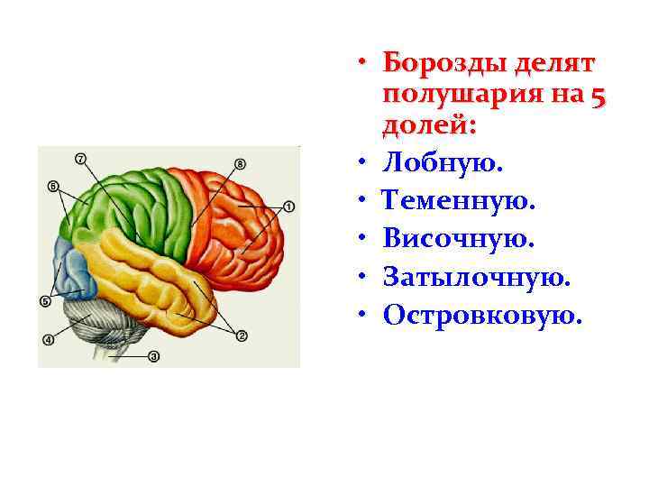  • Борозды делят полушария на 5 долей: • Лобную. • Теменную. • Височную.