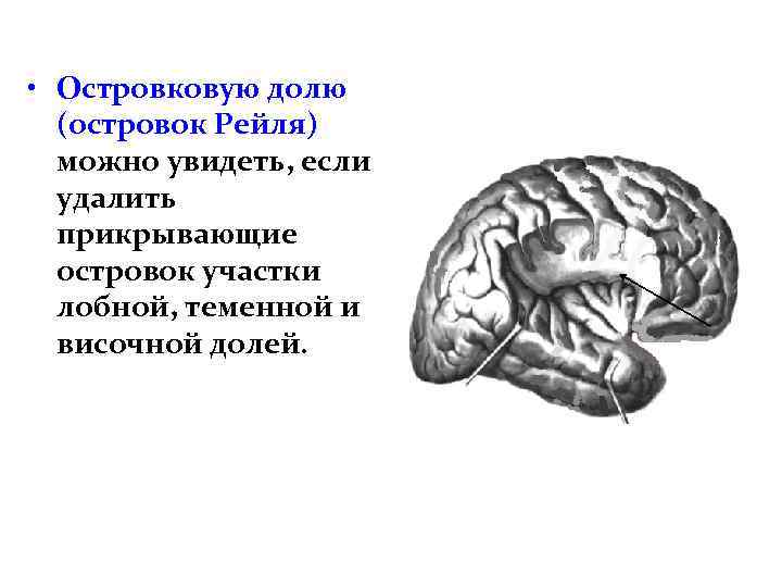  • Островковую долю (островок Рейля) можно увидеть, если удалить прикрывающие островок участки лобной,