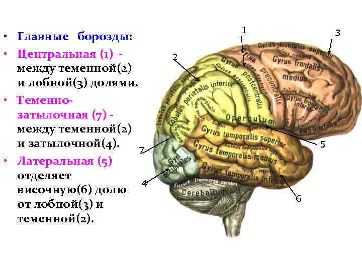  • Главные борозды: • Центральная (1) между теменной(2) и лобной(3) долями. • Теменнозатылочная