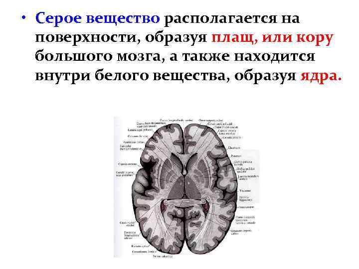  • Серое вещество располагается на поверхности, образуя плащ, или кору большого мозга, а