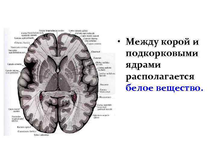  • Между корой и подкорковыми ядрами располагается белое вещество. 