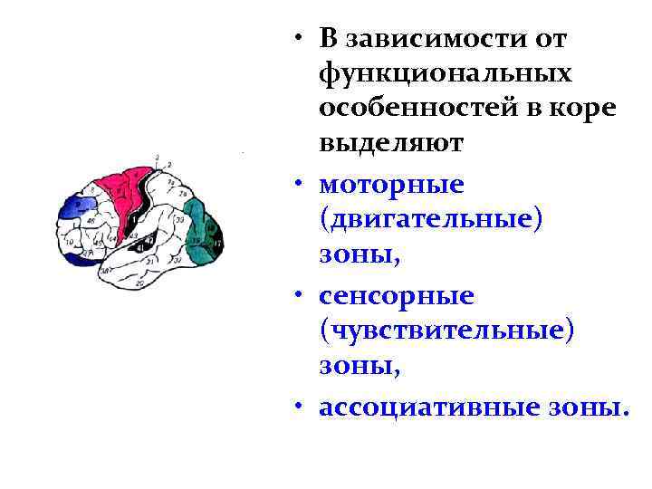  • В зависимости от функциональных особенностей в коре выделяют • моторные (двигательные) зоны,