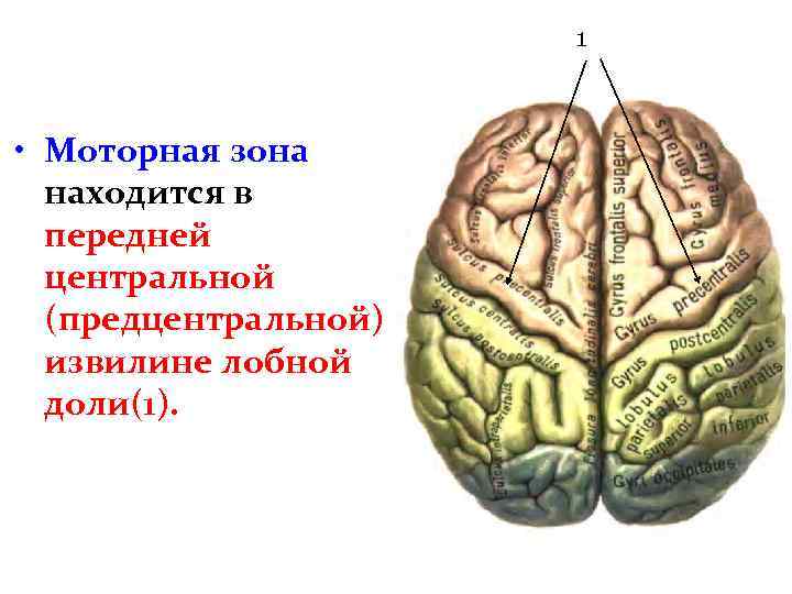 1 • Моторная зона находится в передней центральной (предцентральной) извилине лобной доли(1). 