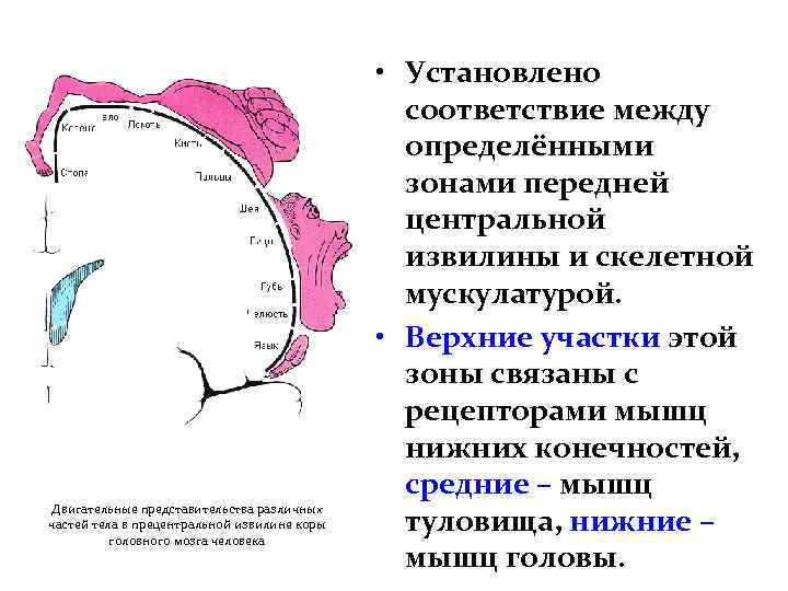 Двигательные представительства различных частей тела в прецентральной извилине коры головного мозга человека • Установлено