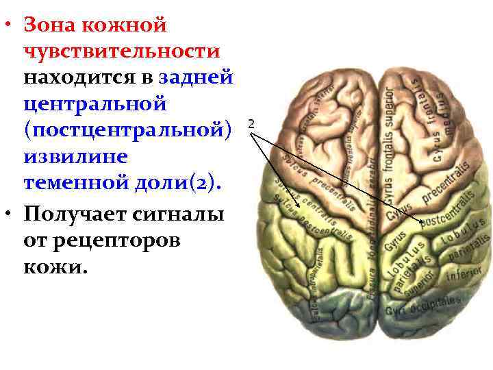 Мелирование теменной зоны фото