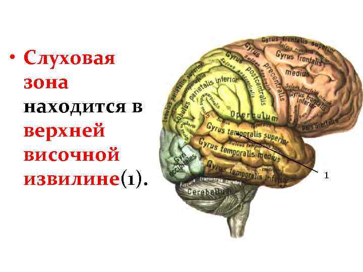  • Слуховая зона находится в верхней височной извилине(1). 1 